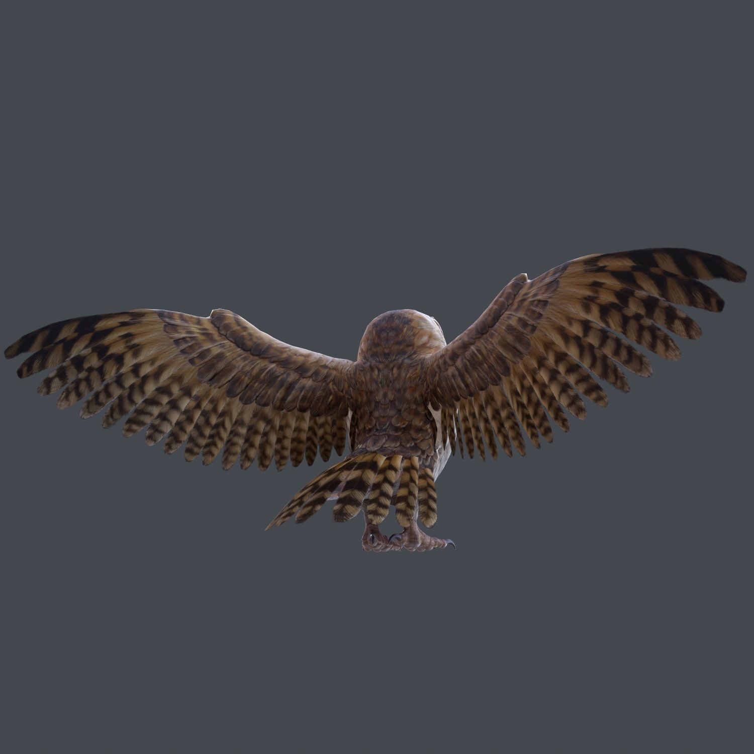 Barn Owl Low Poly Low-poly 3D model_15