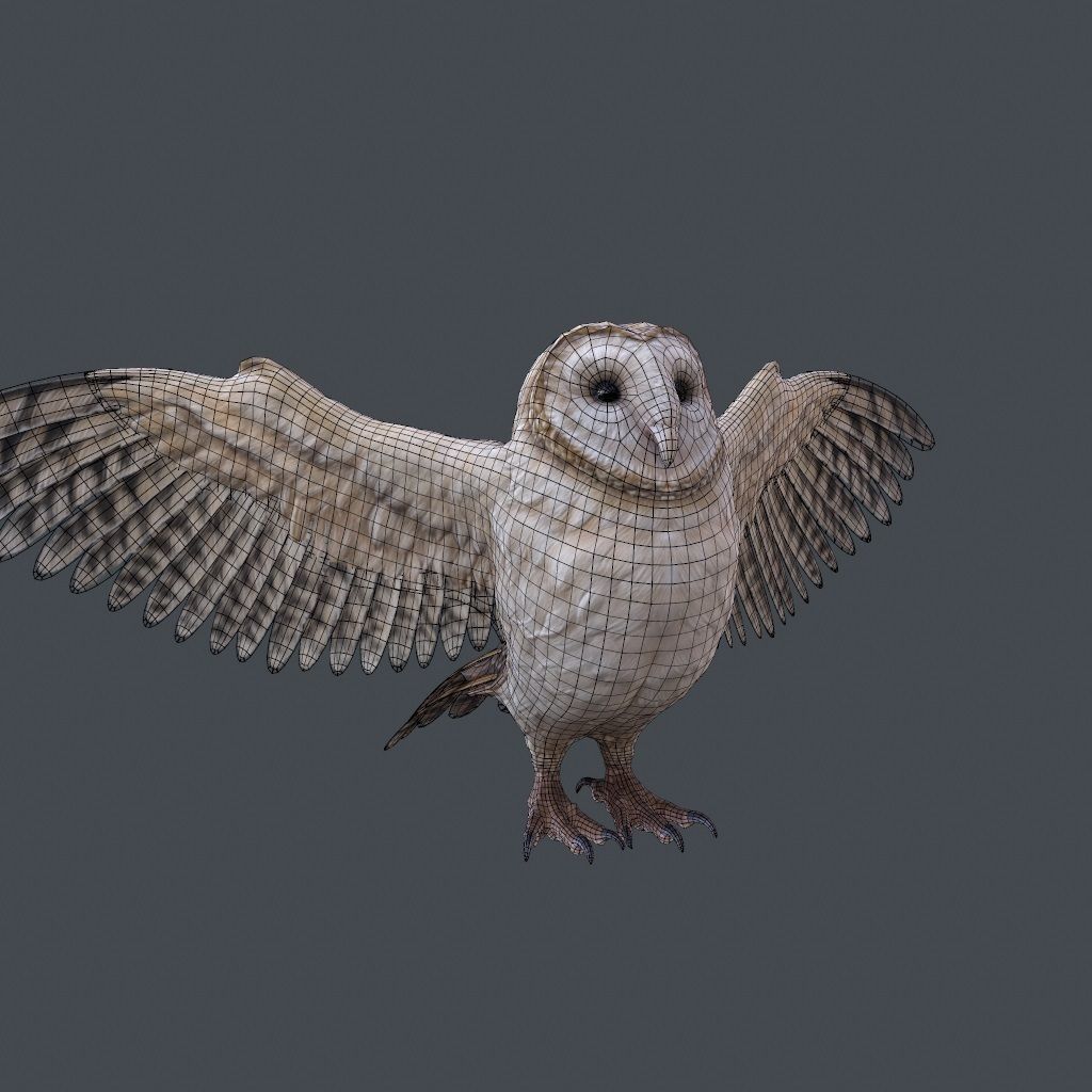 Barn Owl Low Poly Low-poly 3D model_3