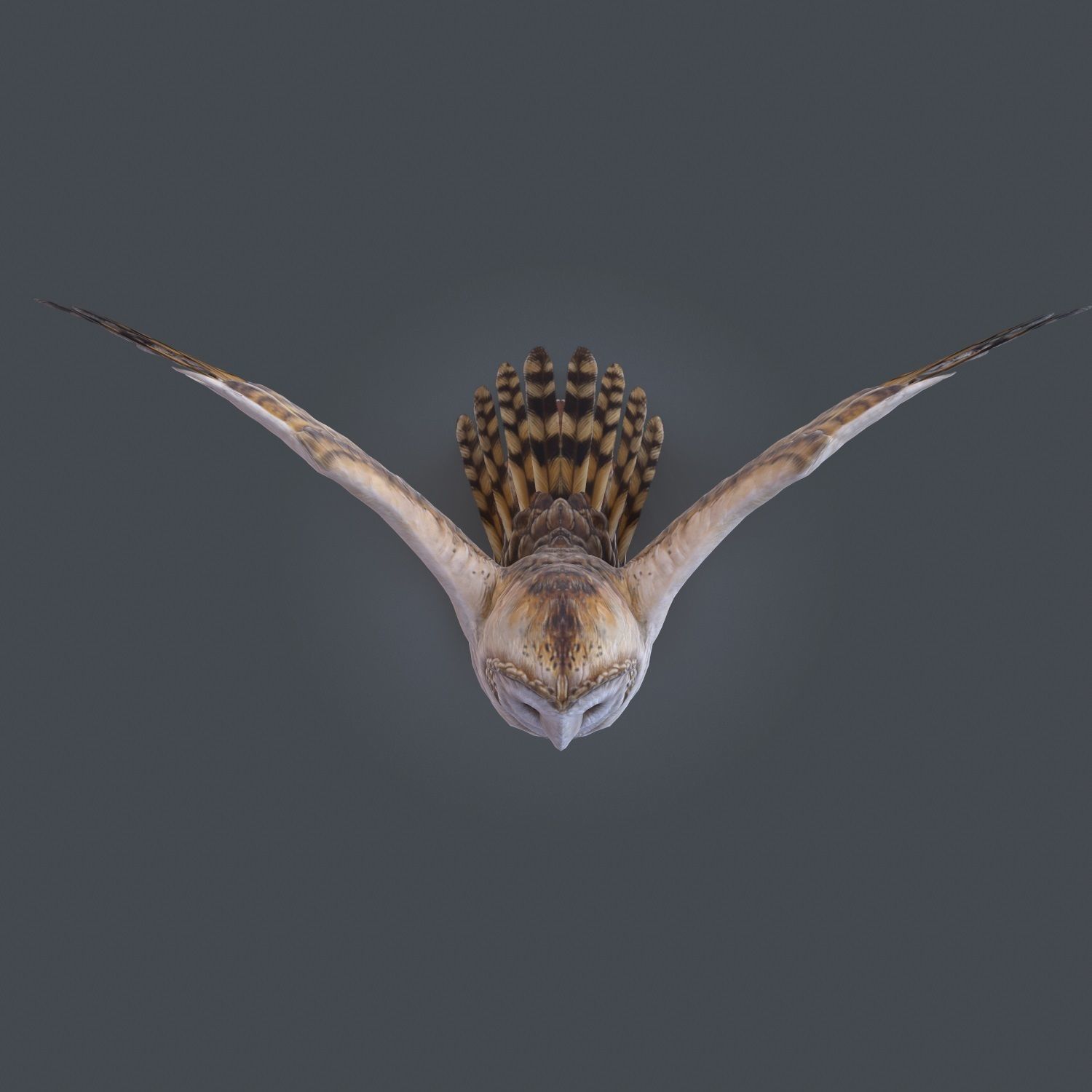 Barn Owl Low Poly Low-poly 3D model_10