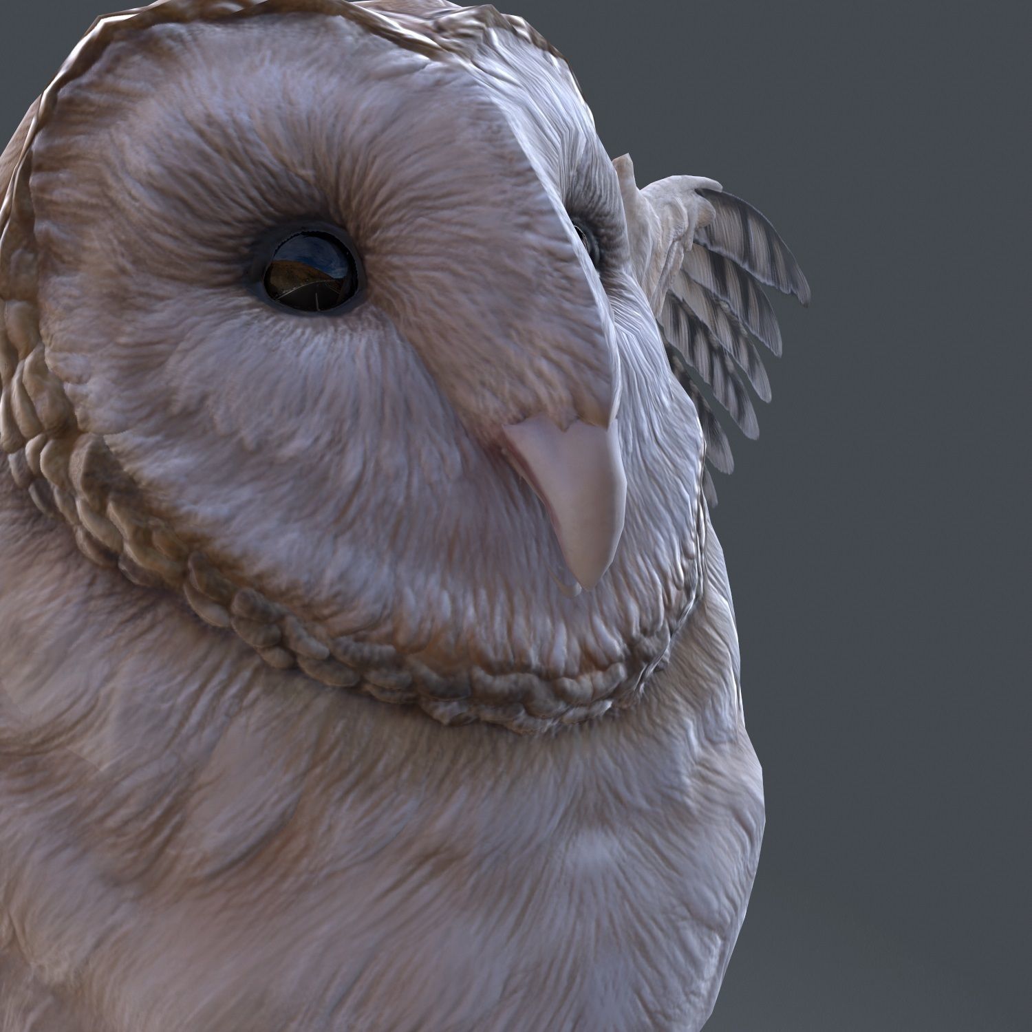 Barn Owl Low Poly Low-poly 3D model_13