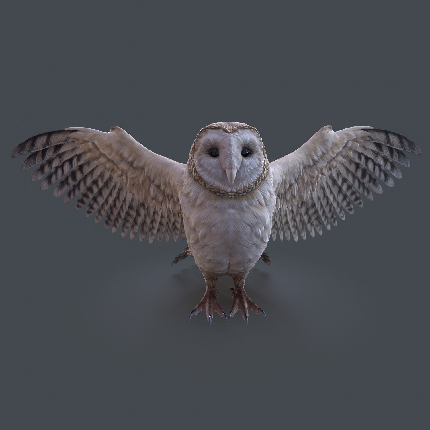 Barn Owl Low Poly Low-poly 3D model_9