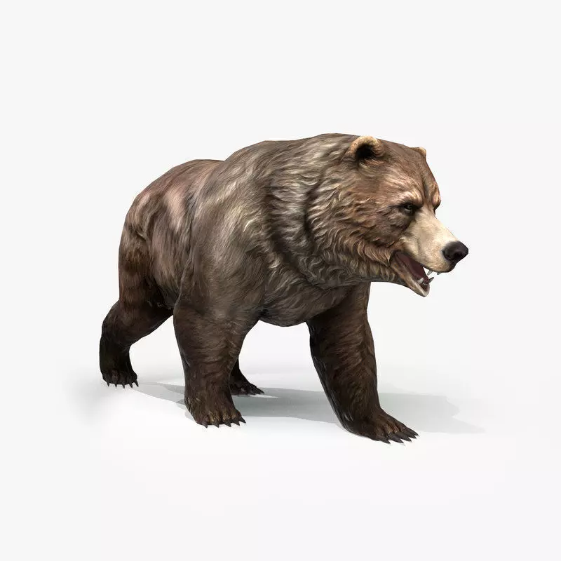 Grizzly Bear Low Poly  Low-poly 3D model_0