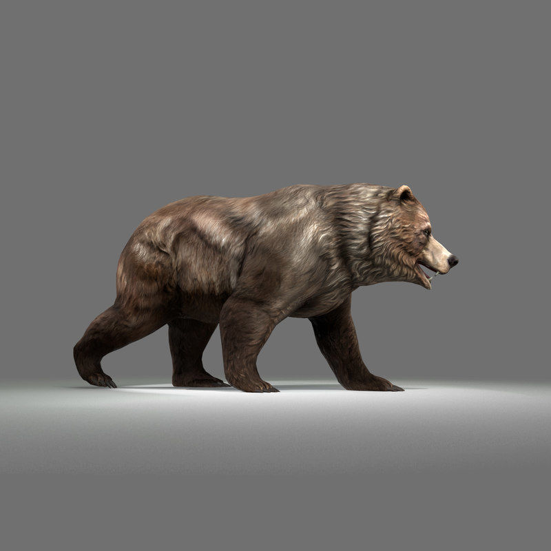Grizzly Bear Low Poly  Low-poly 3D model_3