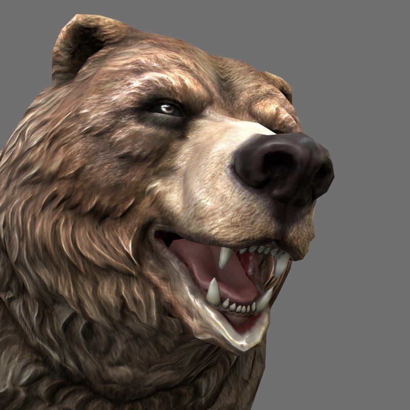 Grizzly Bear Low Poly  Low-poly 3D model_16