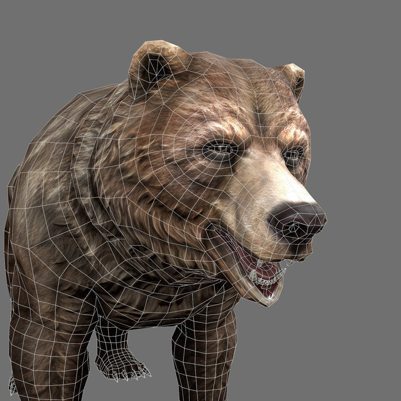 Grizzly Bear Low Poly  Low-poly 3D model_10