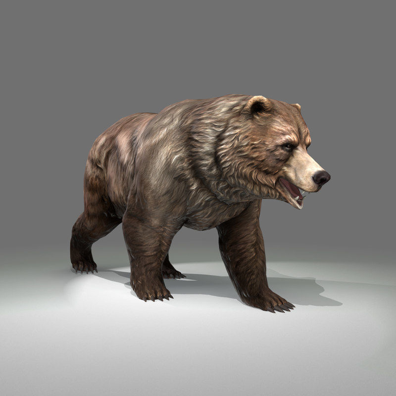 Grizzly Bear Low Poly  Low-poly 3D model_15