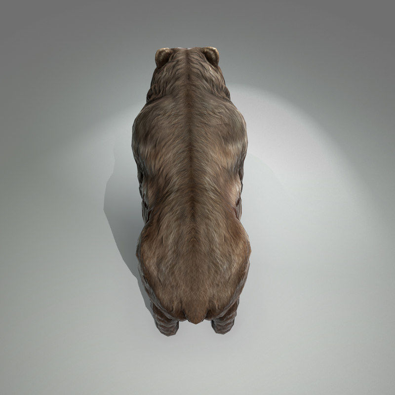 Grizzly Bear Low Poly  Low-poly 3D model_6