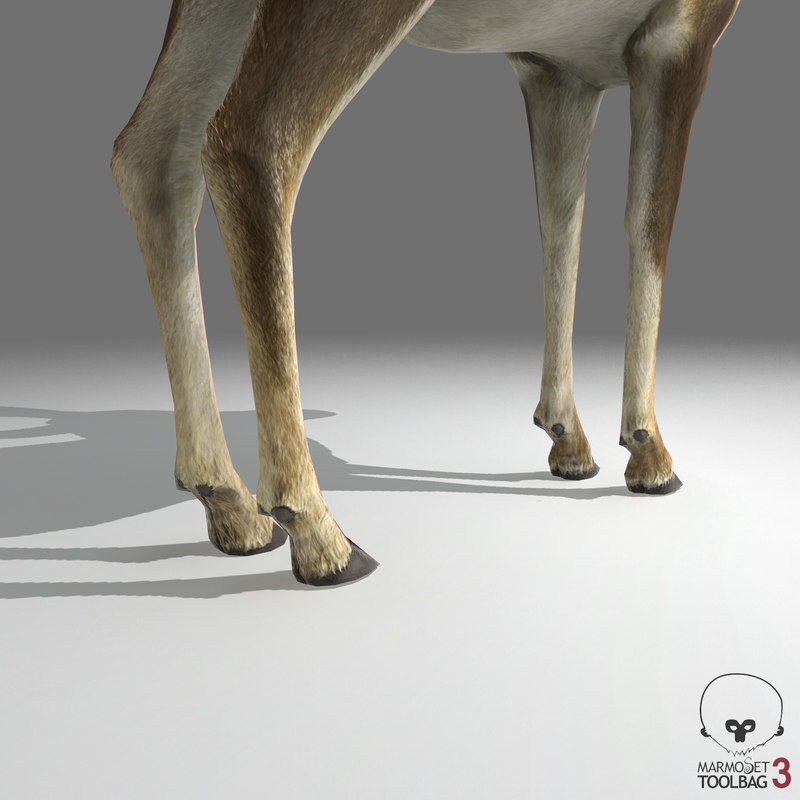 Blackbuck Antelope Low Poly Low-poly 3D model_8