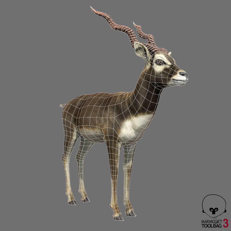 Blackbuck Antelope Low Poly Low-poly 3D model_2