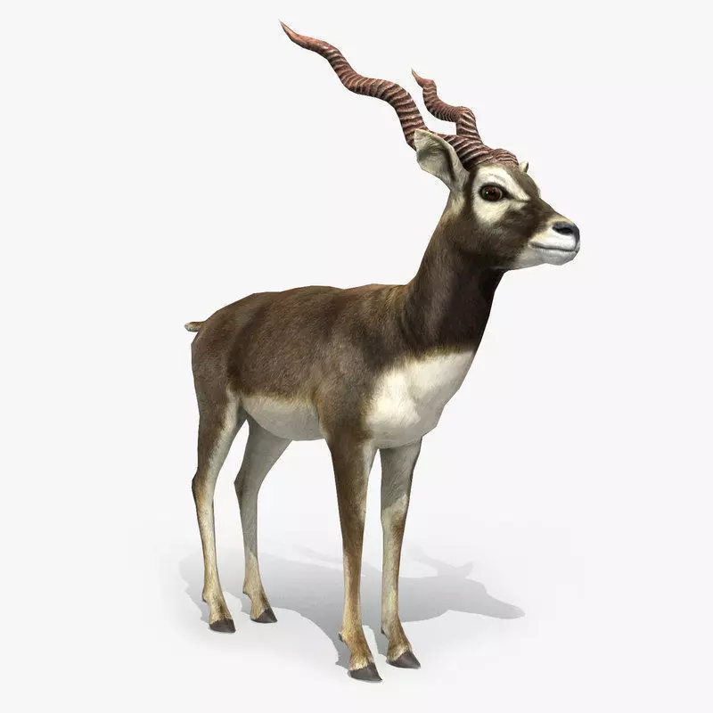Blackbuck Antelope Low Poly Low-poly 3D model_0