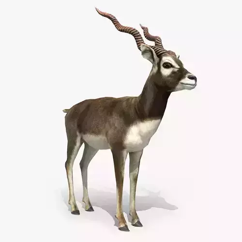 Blackbuck Antelope Low Poly Low-poly 3D model