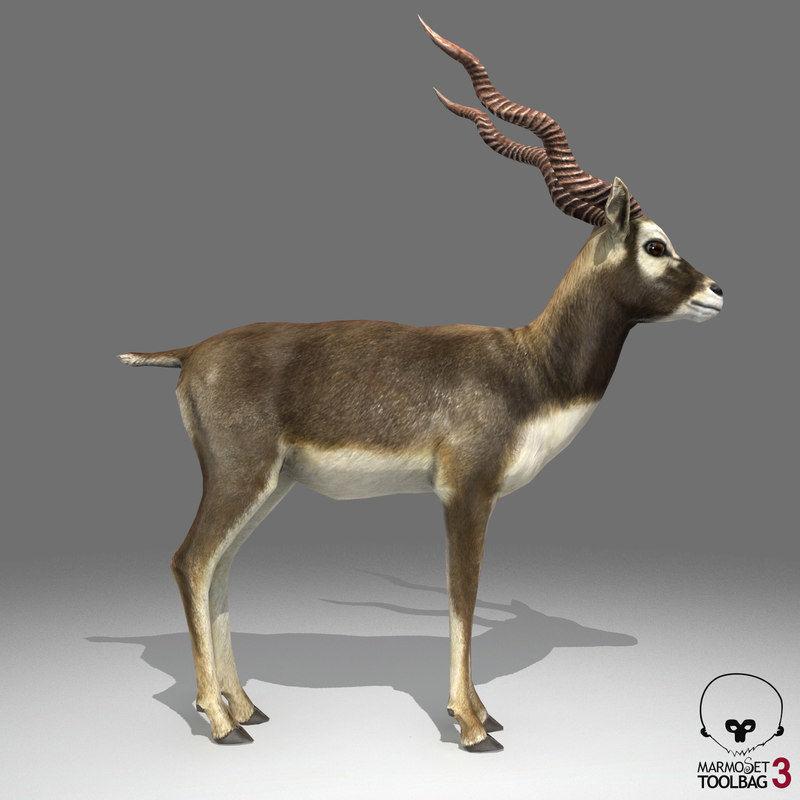 Blackbuck Antelope Low Poly Low-poly 3D model_4