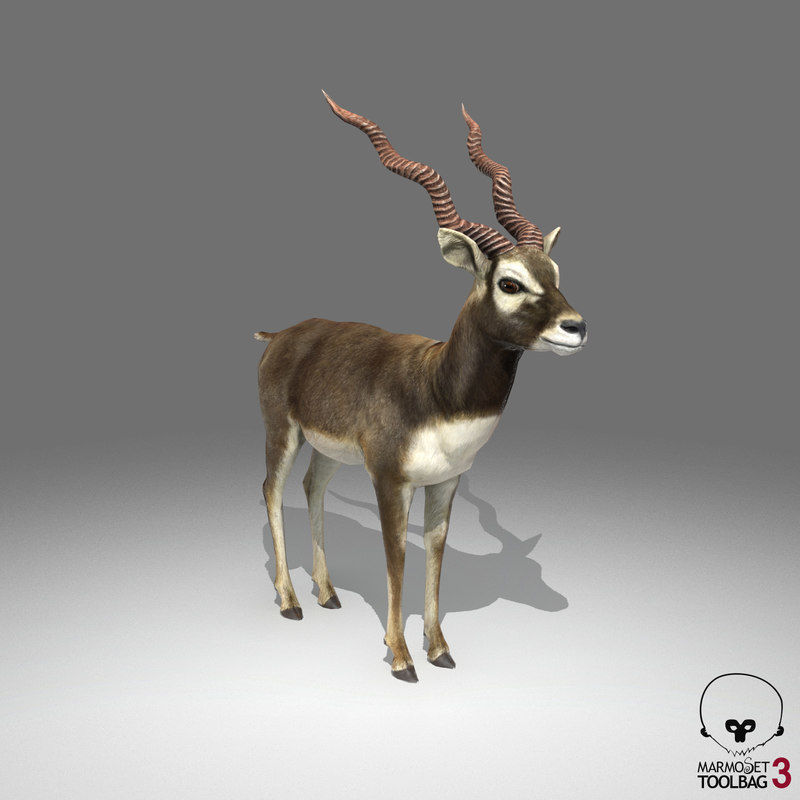 Blackbuck Antelope Low Poly Low-poly 3D model_1