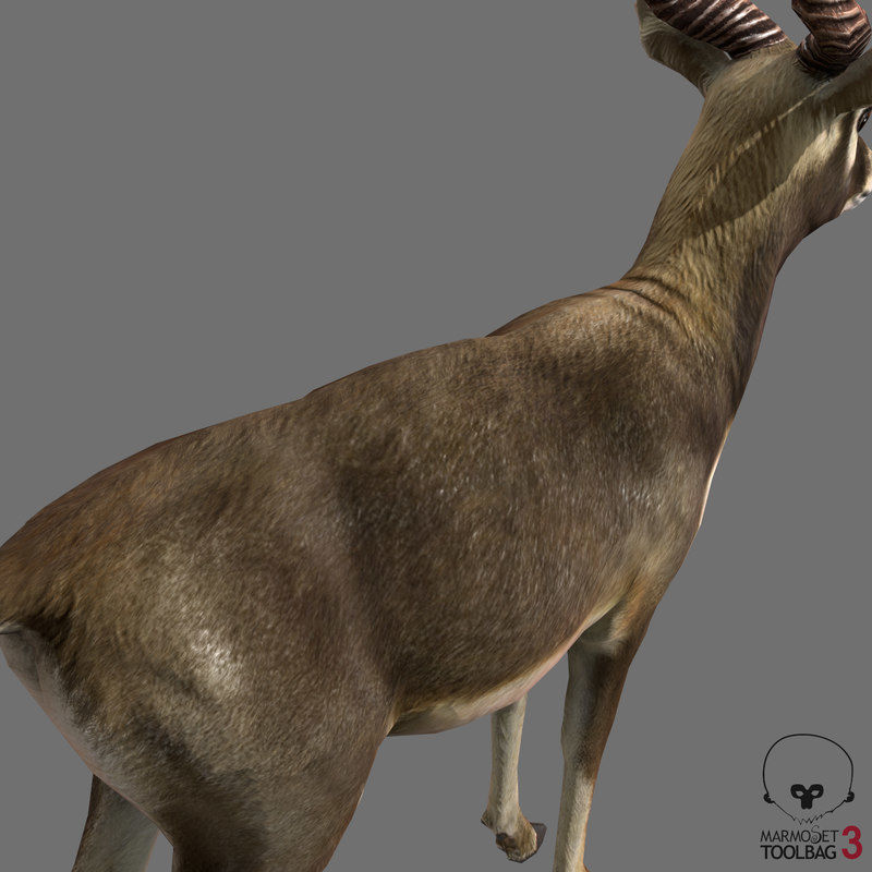 Blackbuck Antelope Low Poly Low-poly 3D model_7