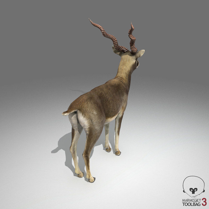 Blackbuck Antelope Low Poly Low-poly 3D model_10