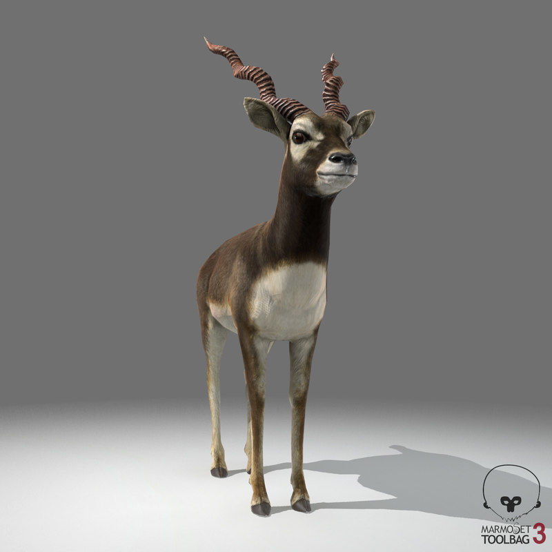 Blackbuck Antelope Low Poly Low-poly 3D model_11