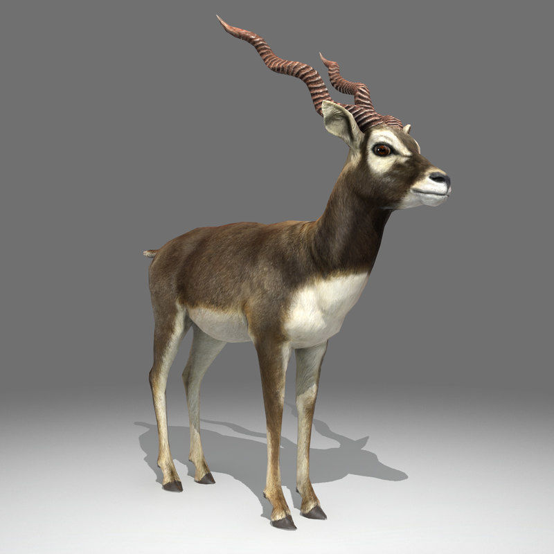 Blackbuck Antelope Low Poly Low-poly 3D model_9