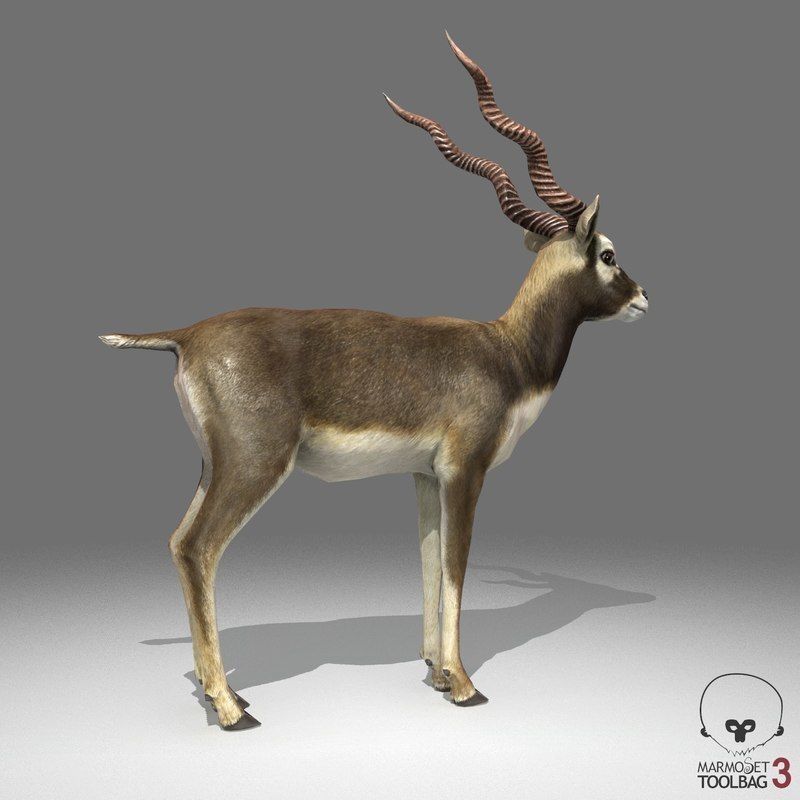 Blackbuck Antelope Low Poly Low-poly 3D model_3