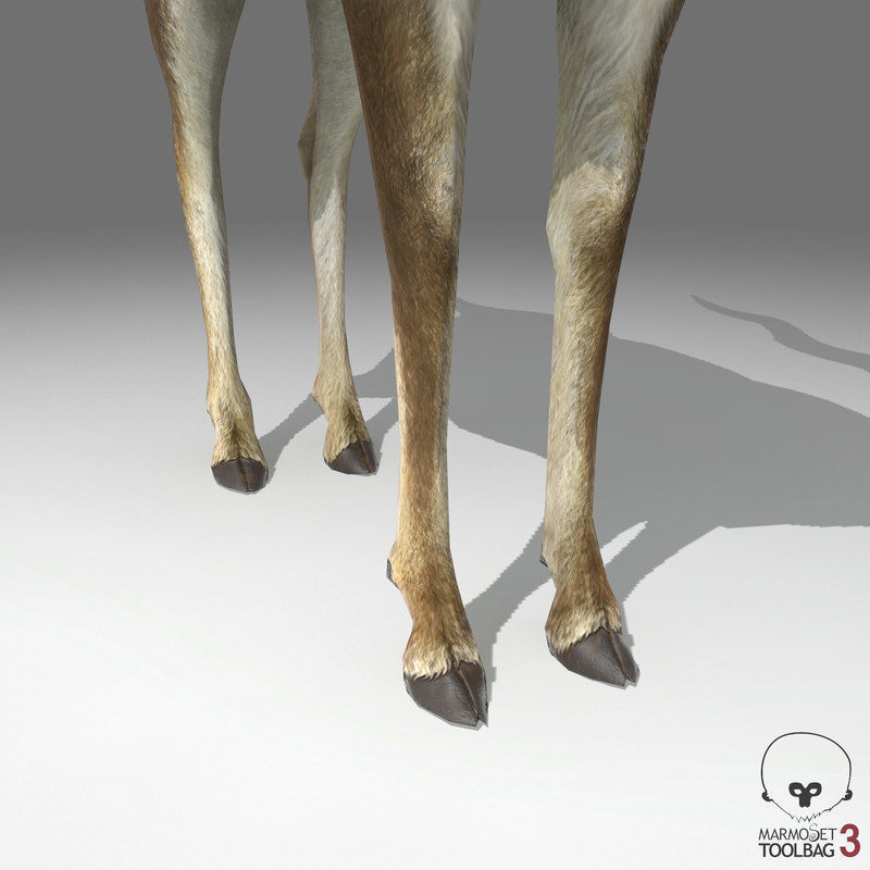 Blackbuck Antelope Low Poly Low-poly 3D model_5