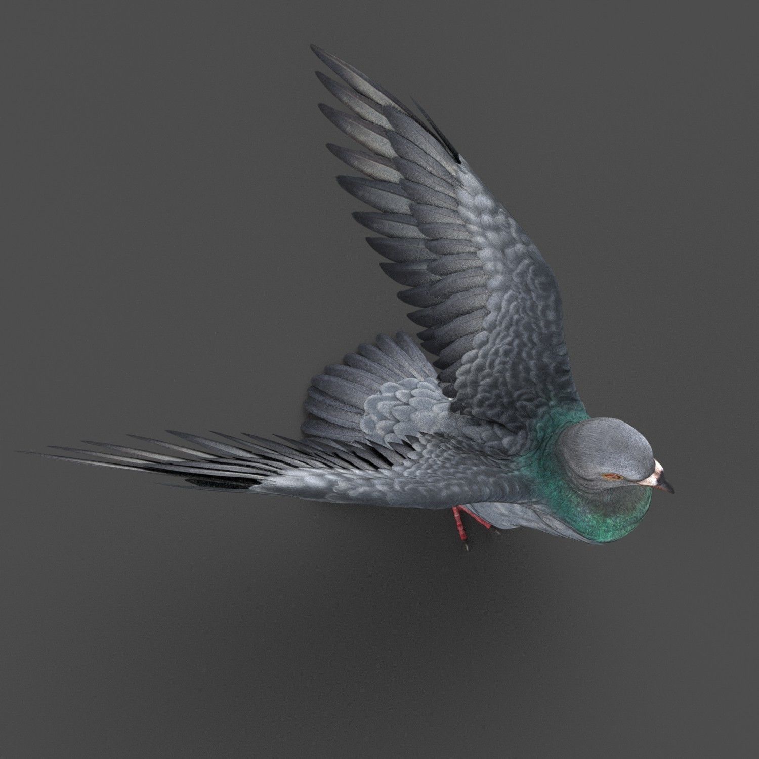 Pigeon Game Ready with wings spread Low-poly 3D model_2