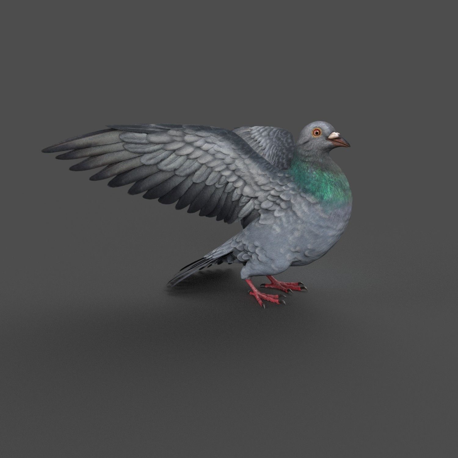 Pigeon Game Ready with wings spread Low-poly 3D model_14