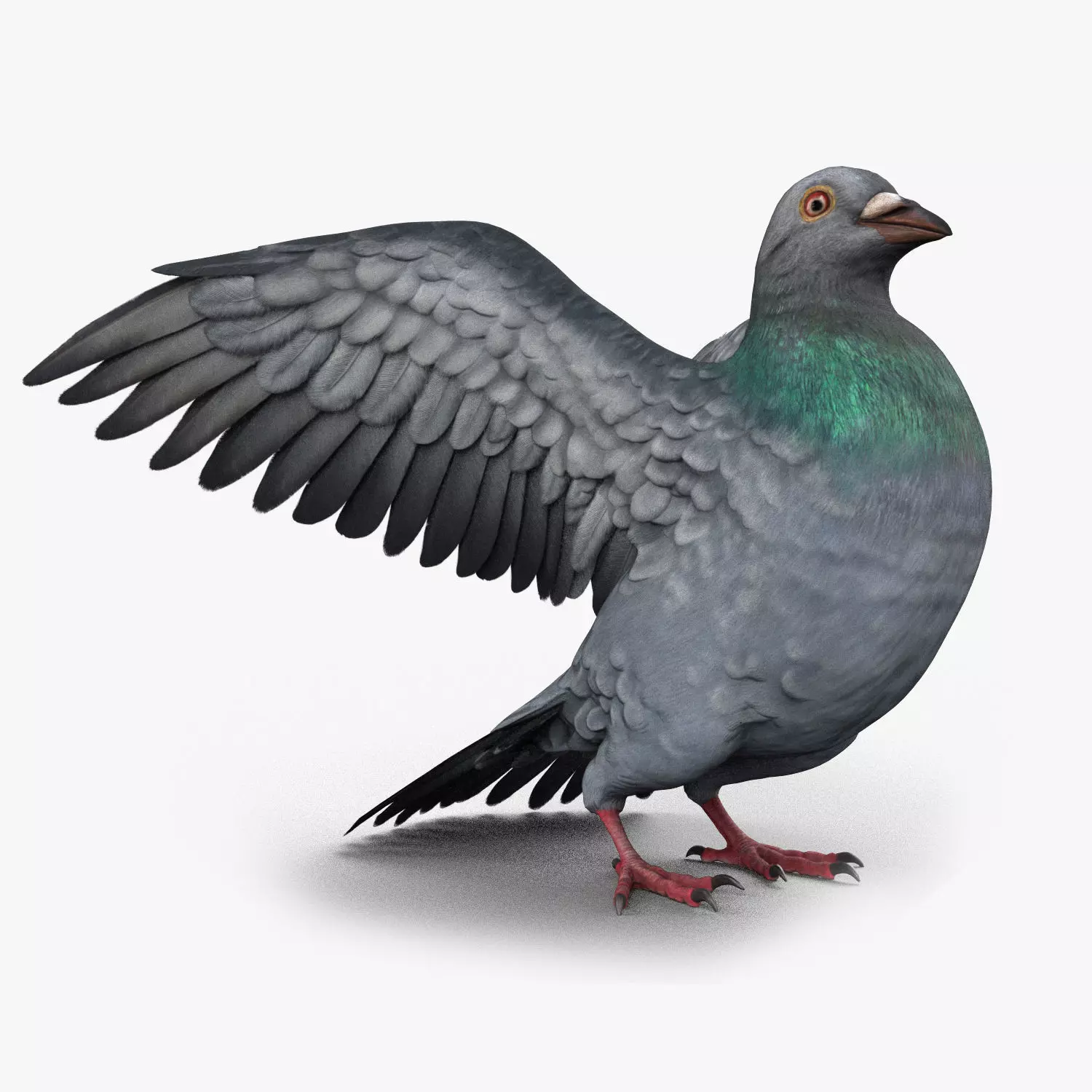 Pigeon Game Ready with wings spread Low-poly 3D model_0