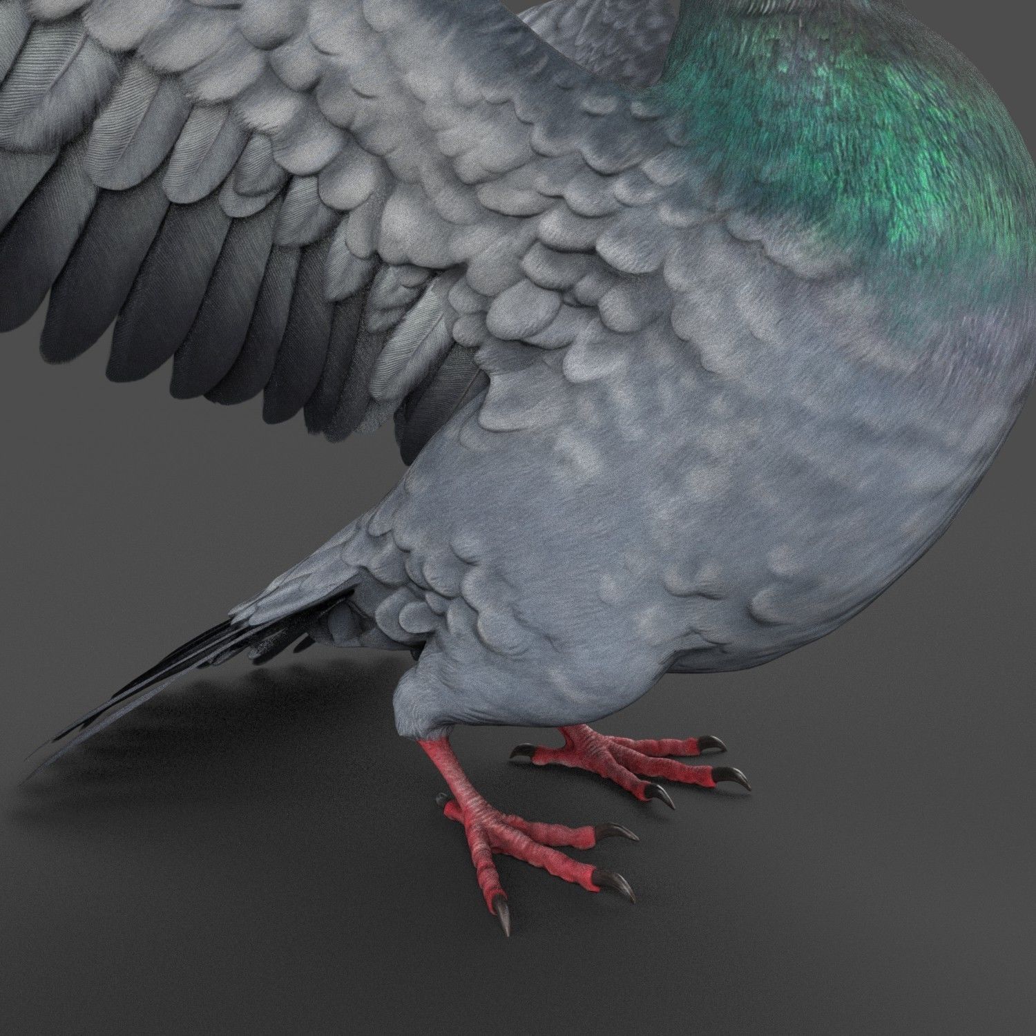 Pigeon Game Ready with wings spread Low-poly 3D model_19