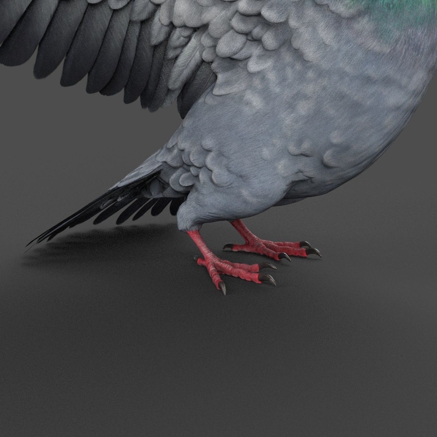 Pigeon Game Ready with wings spread Low-poly 3D model_17
