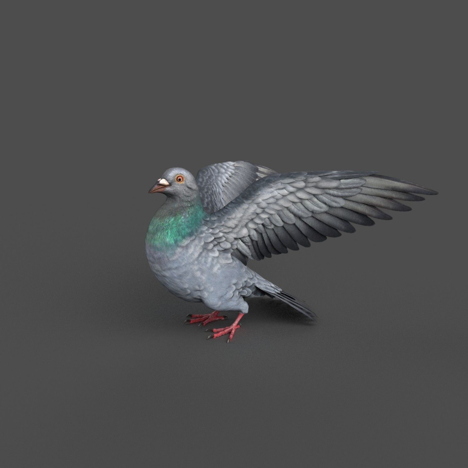 Pigeon Game Ready with wings spread Low-poly 3D model_10
