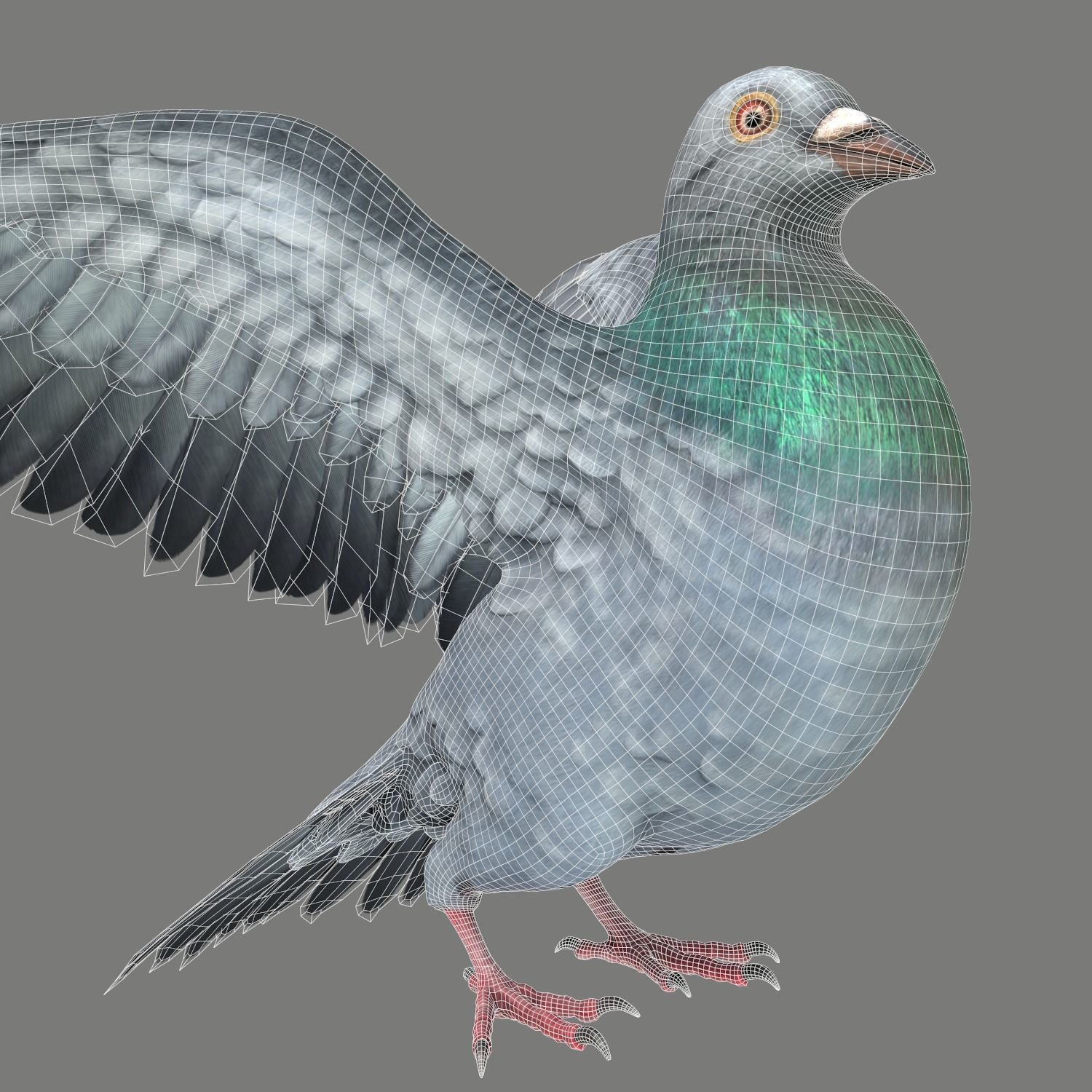 Pigeon Game Ready with wings spread Low-poly 3D model_23