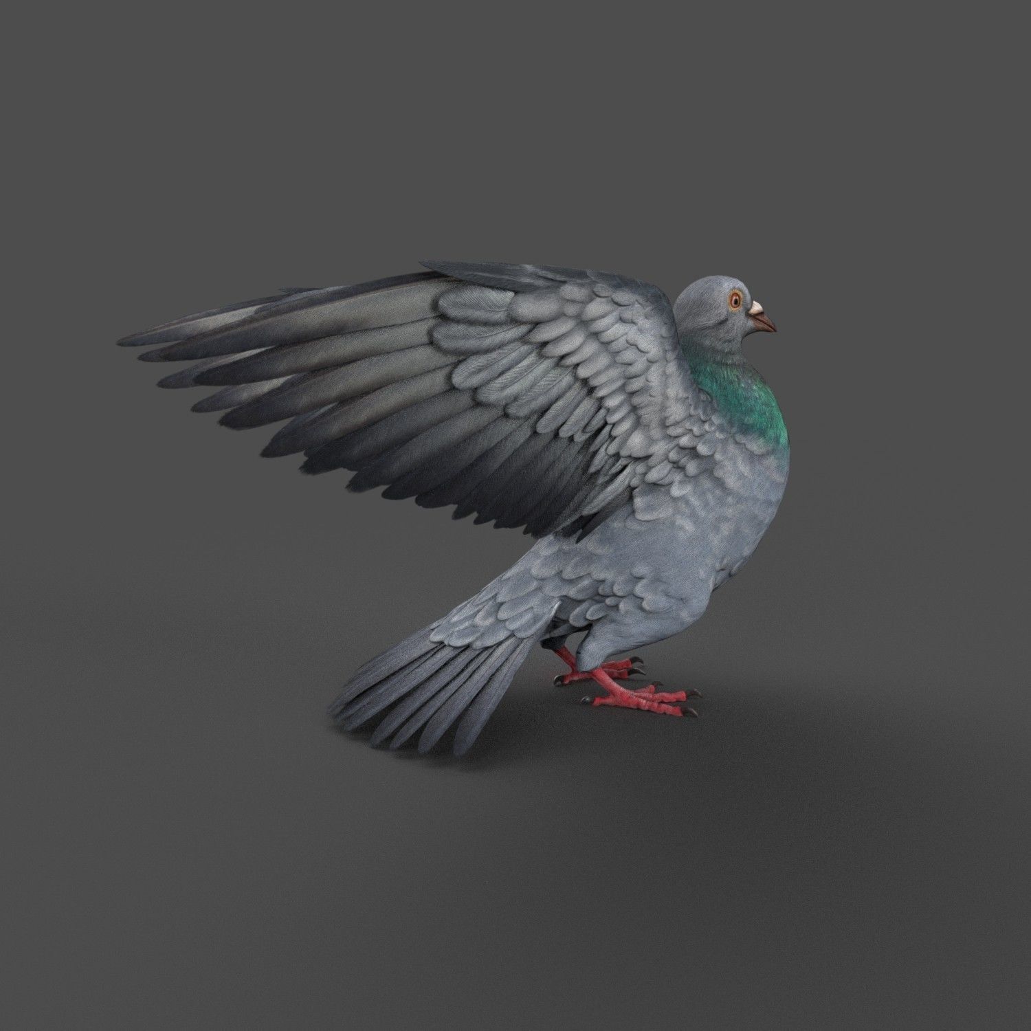 Pigeon Game Ready with wings spread Low-poly 3D model_15
