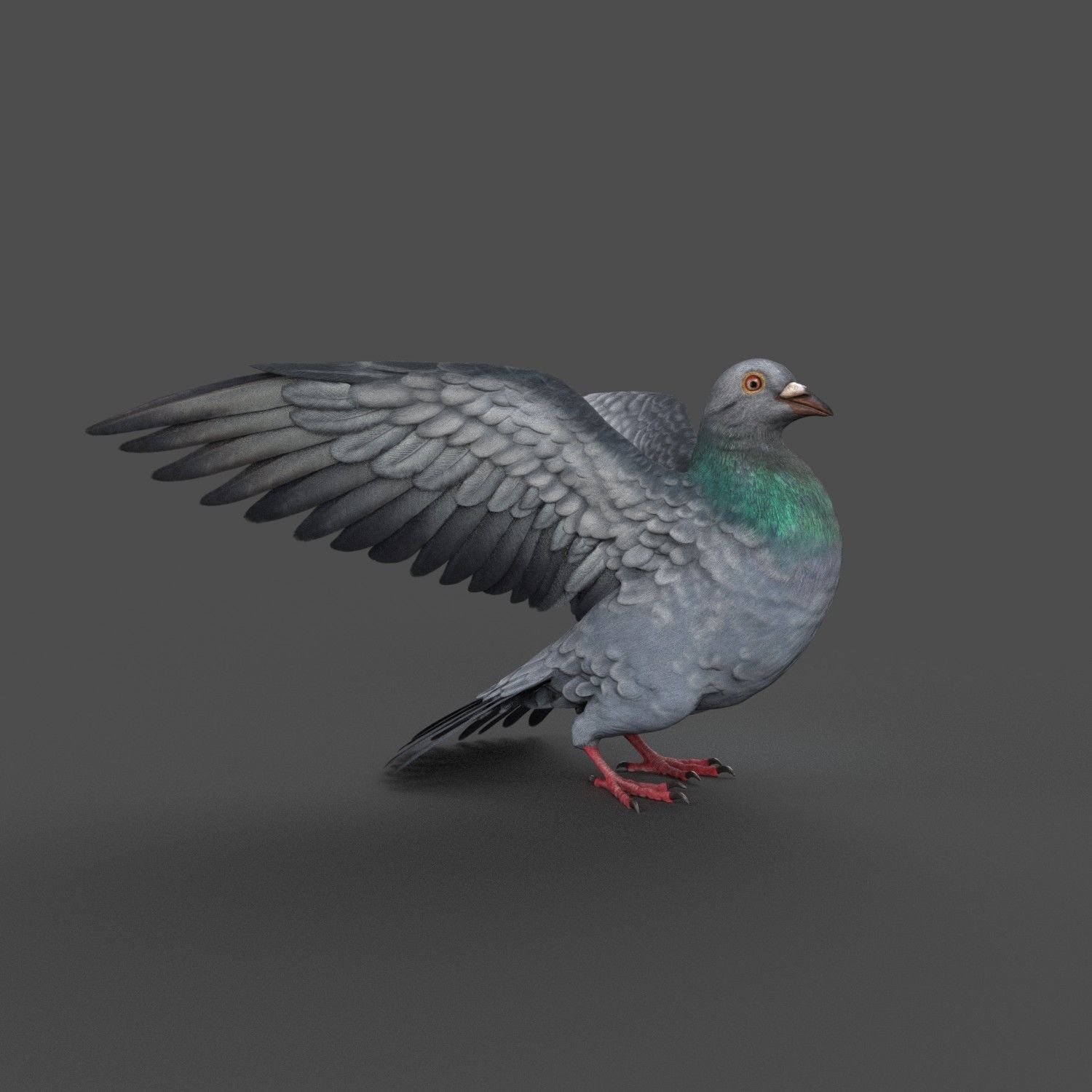 Pigeon Game Ready with wings spread Low-poly 3D model_1