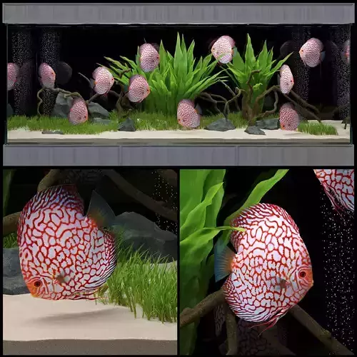 Aquarium fish tank with plants in it