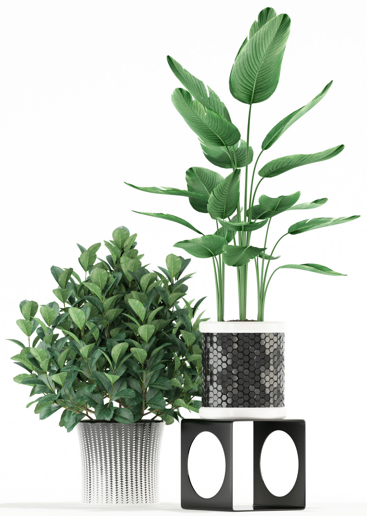 Plants collection 118 3D model_1