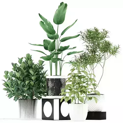 Plants collection 118 3D model