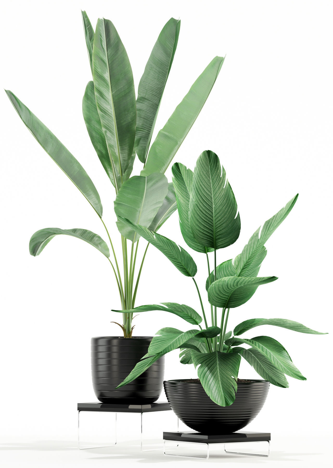 Plants collection 119 3D model_1