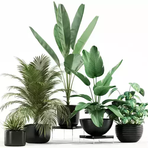 Plants collection 119 3D model