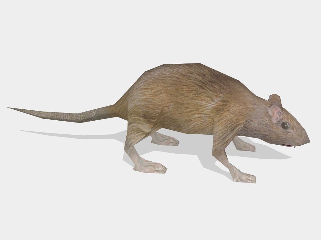 rat animal Low-poly 3D model_1