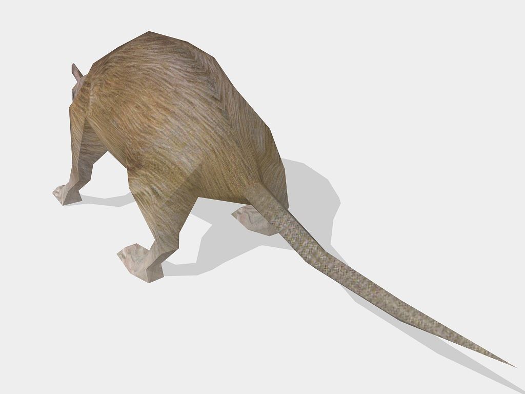 rat animal Low-poly 3D model_2