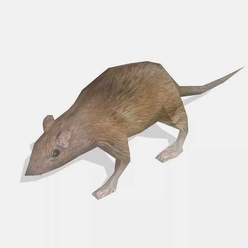 rat animal Low-poly 3D model_0