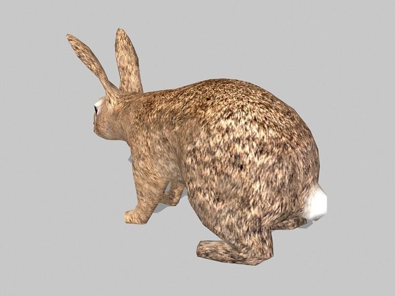 rabbit bunny Low-poly 3D model_2