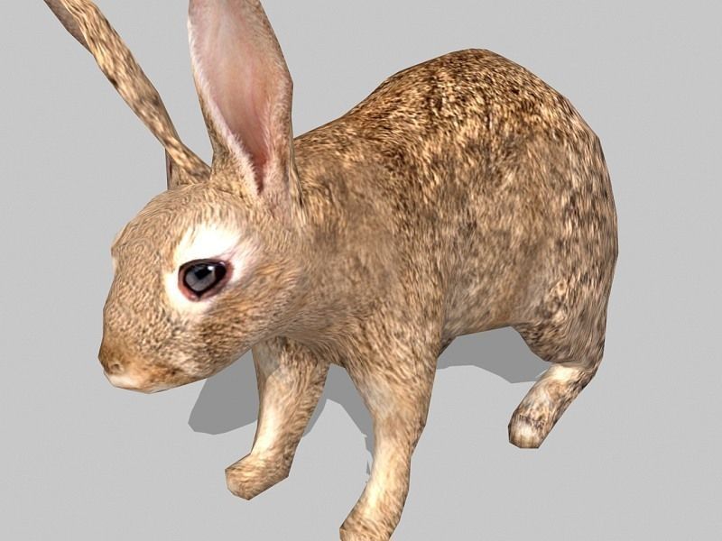 rabbit bunny Low-poly 3D model_3