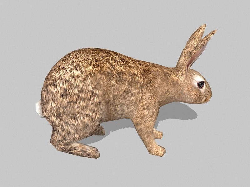 rabbit bunny Low-poly 3D model_1