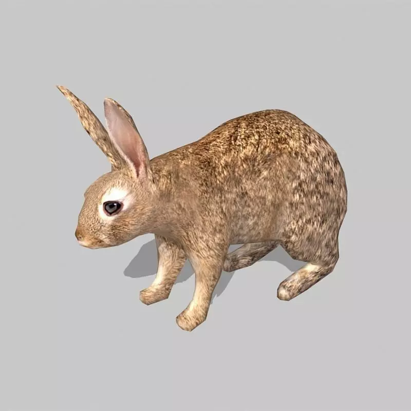 rabbit bunny Low-poly 3D model_0