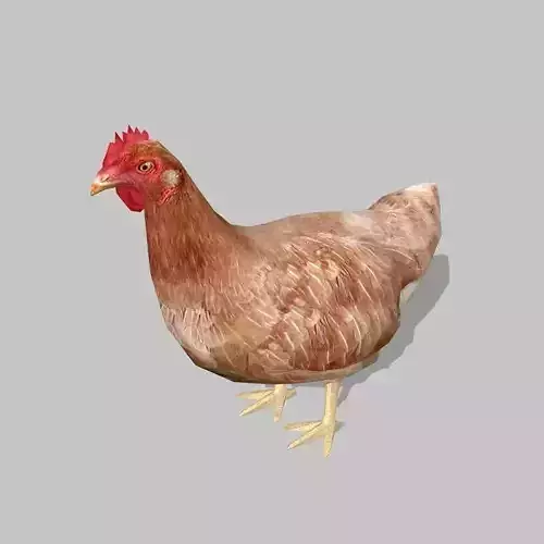 hen chicken