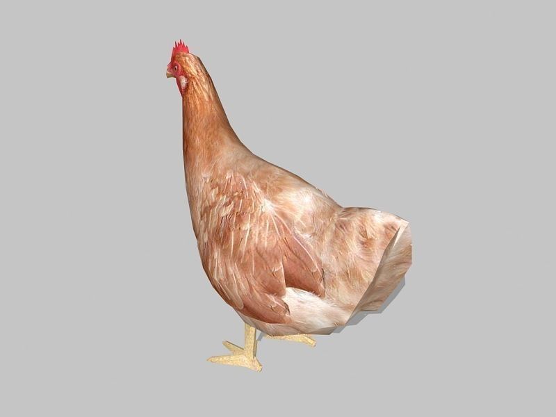hen chicken Low-poly 3D model_2