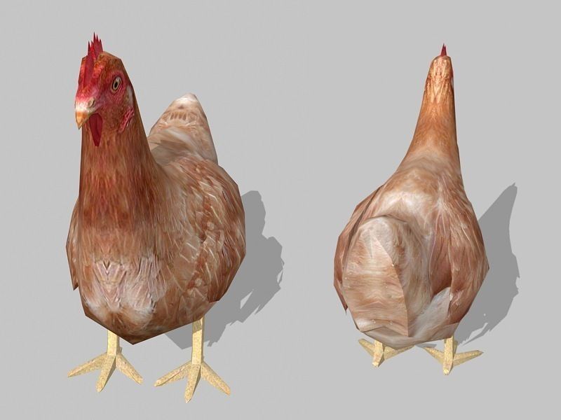 hen chicken Low-poly 3D model_3
