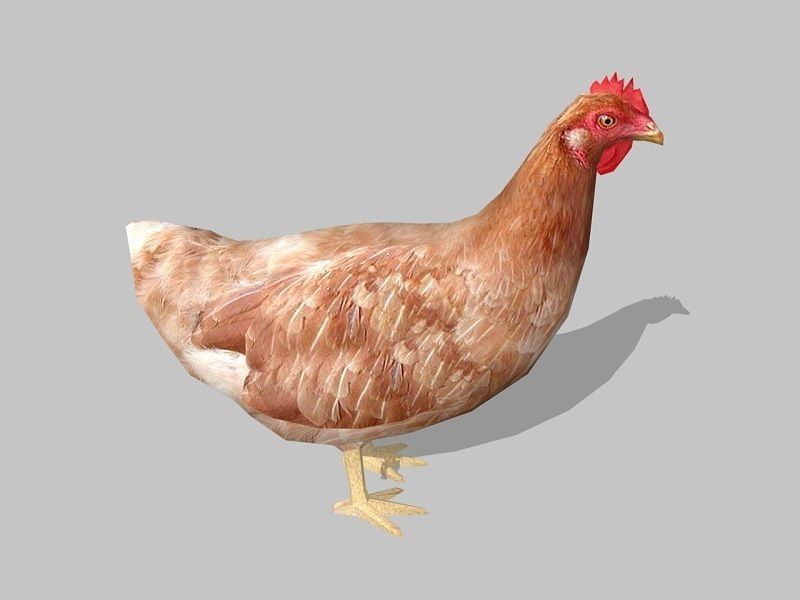 hen chicken Low-poly 3D model_1