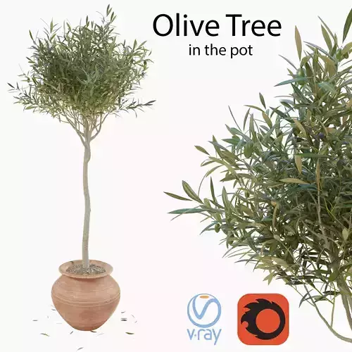 Olive tree in a pot 3D model