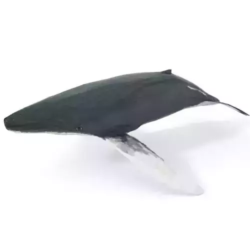 Whale